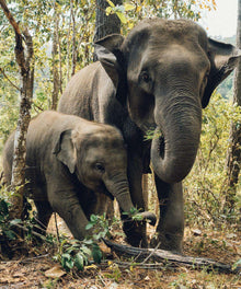 Elefant Mutter und Kind Diamond Painting Motiv