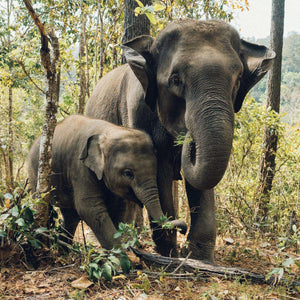 Elefant Mutter und Kind Diamond Painting Motiv