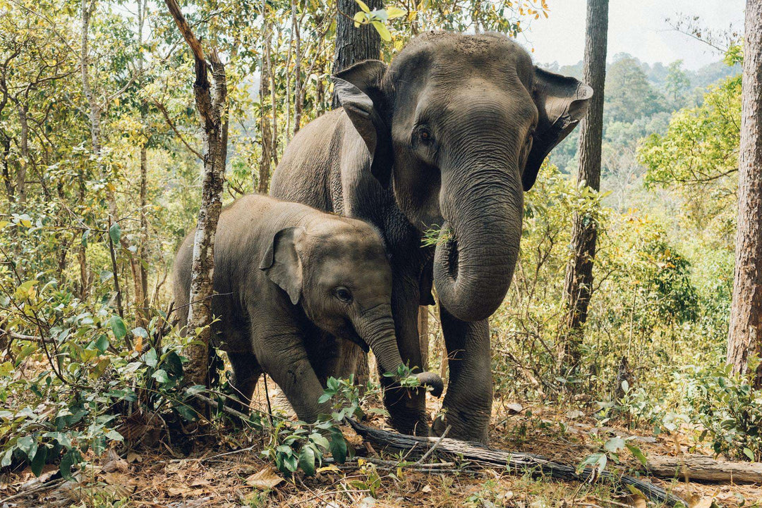Elefant Mutter und Kind Diamond Painting Motiv