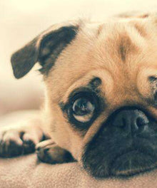 Mops Welpe Tiermotiv Diamond Painting