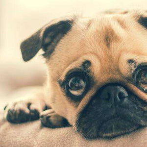 Mops Welpe Tiermotiv Diamond Painting