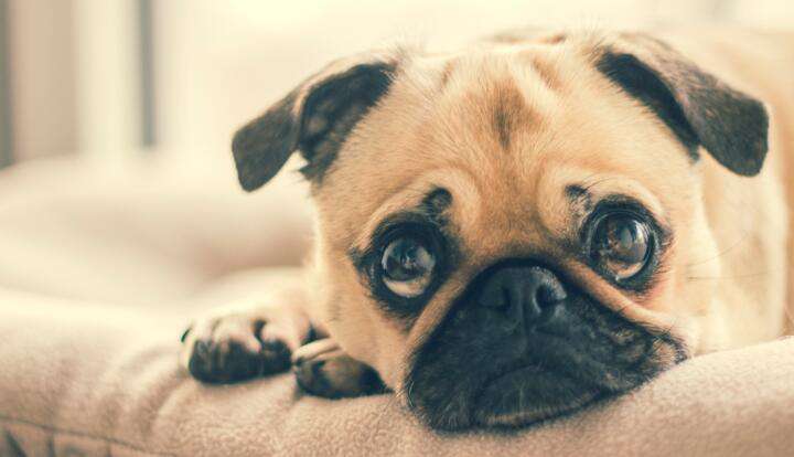 Mops Welpe Tiermotiv Diamond Painting