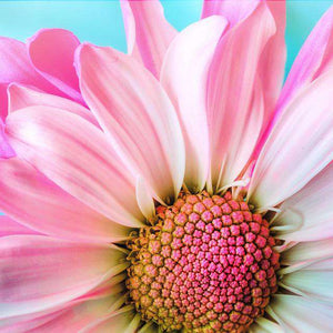 Rosa Gänseblümchen Diamond Painting mit Makro-Blüte