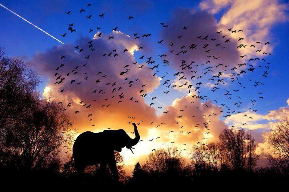 Morgen in Afrika mit Elefant Diamond Painting Motiv