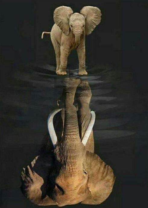 Elefant mit Spiegelbild - Diamond Painting Tiermotiv