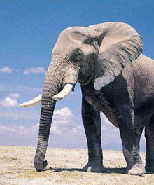Elefant in der Wüste Diamond Painting Motiv