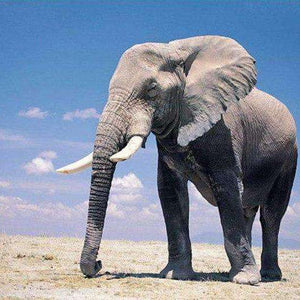 Elefant in der Wüste Diamond Painting Motiv