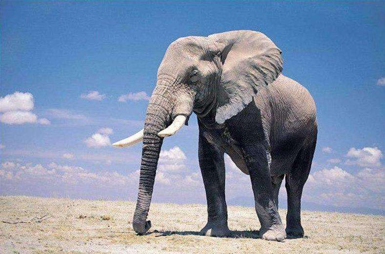 Elefant in der Wüste Diamond Painting Motiv
