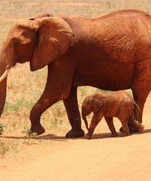 Elefant mit Kalb auf Savannenweg Diamond Painting Motiv