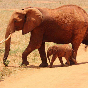 Elefant mit Kalb auf Savannenweg Diamond Painting Motiv