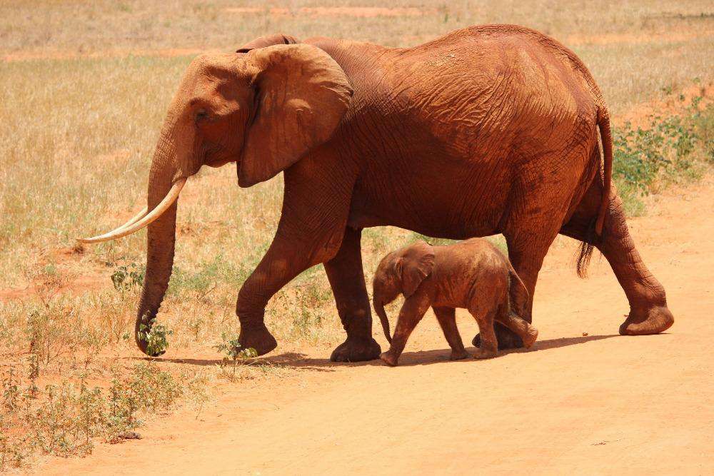 Elefant mit Kalb auf Savannenweg Diamond Painting Motiv