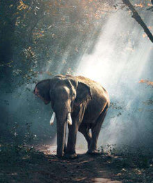 Elefant im mystischen Wald Diamond Painting Motiv