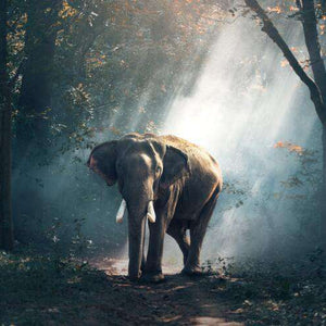 Elefant im mystischen Wald Diamond Painting Motiv