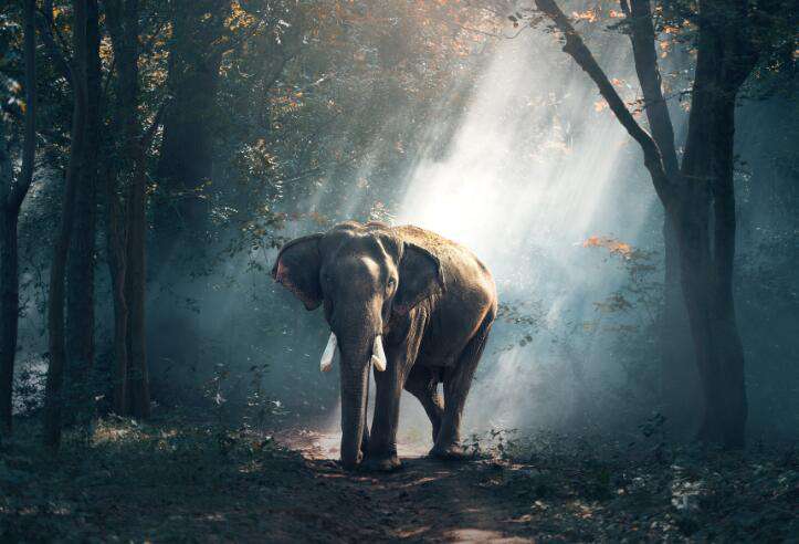 Elefant im mystischen Wald Diamond Painting Motiv