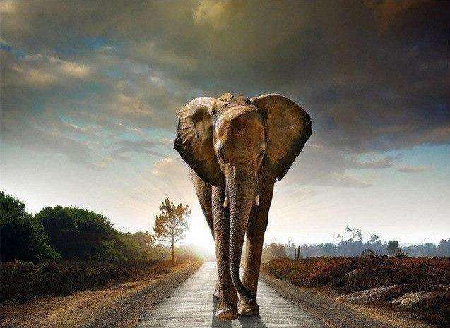 Elefant auf der Straße Diamond Painting Motiv