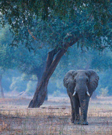 Elefant unter Bäumen Diamond Painting Motiv