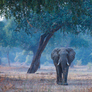 Elefant unter Bäumen Diamond Painting Motiv