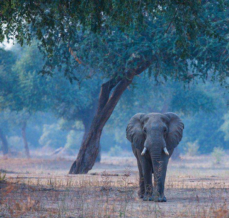 Elefant unter Bäumen Diamond Painting Motiv