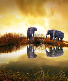Elefanten am Wasser Panorama Diamond Painting Motiv