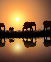 Elefanten Reflexion bei Sonnenuntergang Diamond Painting Motiv