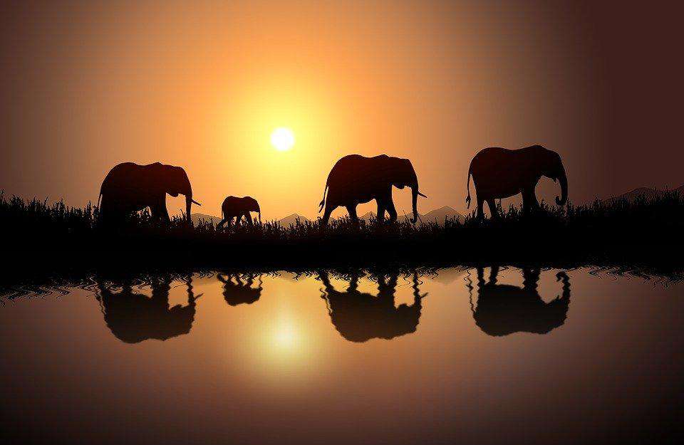 Elefanten Reflexion bei Sonnenuntergang Diamond Painting Motiv