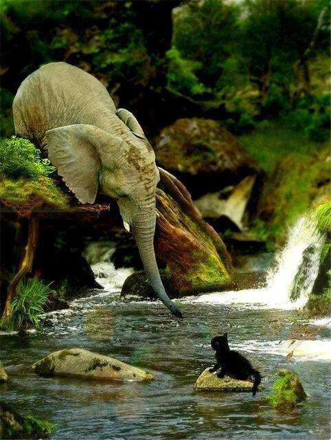 Elefant mit schwarzer Katze Diamond Painting Motiv