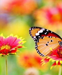 Oranger Schmetterling auf Blumen Diamond Painting Motiv