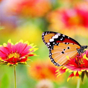 Oranger Schmetterling auf Blumen Diamond Painting Motiv