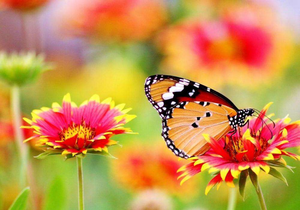 Oranger Schmetterling auf Blumen Diamond Painting Motiv