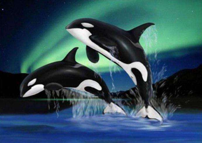Orcas bei Nordlichtern Diamond Painting Motiv