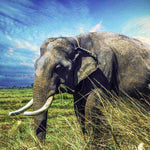 Alter Elefant in Savanne Diamond Painting Motiv