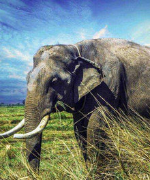 Alter Elefant in Savanne Diamond Painting Motiv