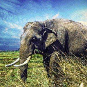 Alter Elefant in Savanne Diamond Painting Motiv