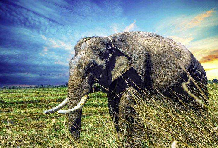 Alter Elefant in Savanne Diamond Painting Motiv
