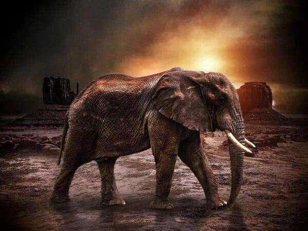 Alter Elefant unterwegs Diamond Painting Motiv