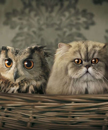 Eule und Katzen - Diamond Painting Motiv