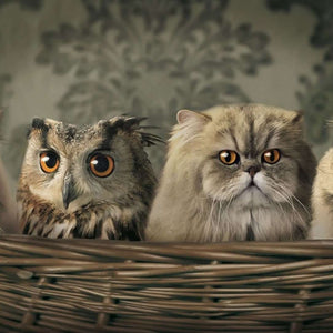 Eule und Katzen - Diamond Painting Motiv