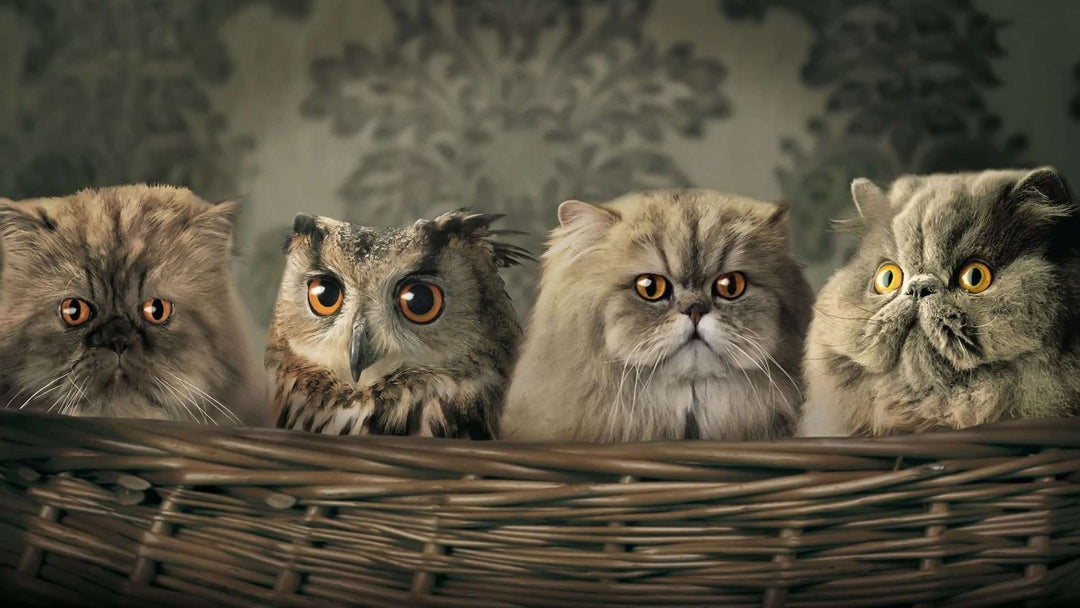 Eule und Katzen - Diamond Painting Motiv
