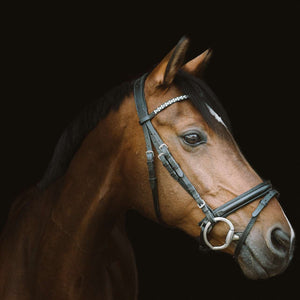 Paard Portret