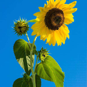 Sonnenblume im blauen Himmel - Diamond Painting Blumenmotiv