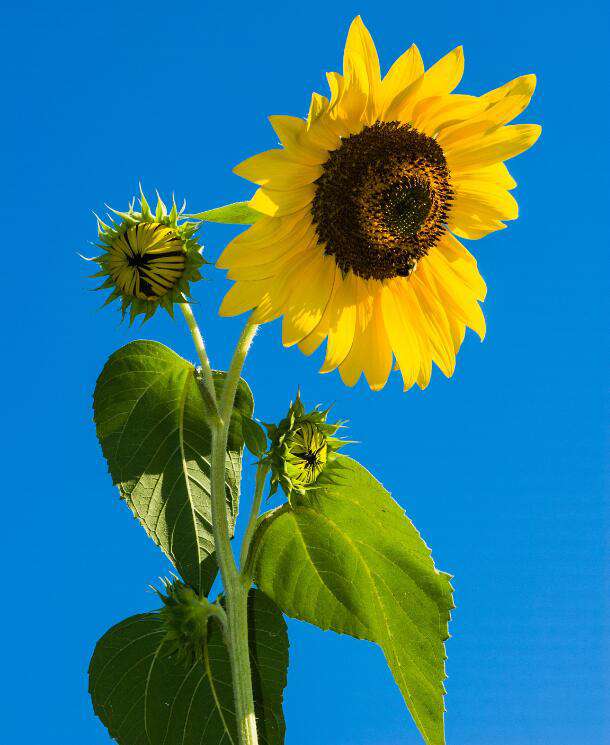 Sonnenblume im blauen Himmel - Diamond Painting Blumenmotiv