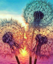 Löwenzahn im Sonnenuntergang Diamond Painting Motiv