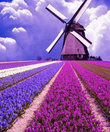 Windmühle mit lila Blumenfeldern Diamond Painting Motiv