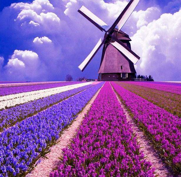Windmühle mit lila Blumenfeldern Diamond Painting Motiv