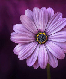 Lila Blume Diamond Painting Motiv
