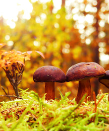 Pilze im Wald Diamond Painting Herbstmotiv