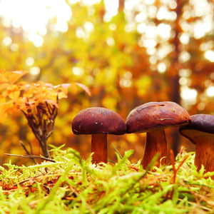 Pilze im Wald Diamond Painting Herbstmotiv