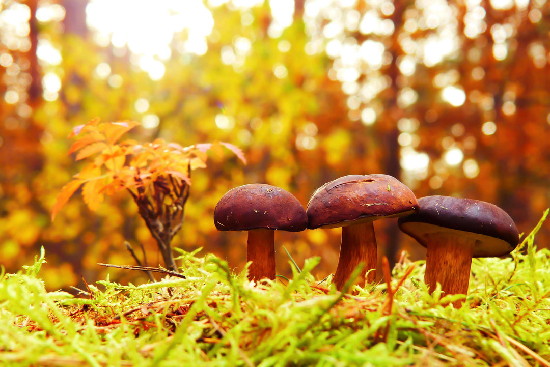 Pilze im Wald Diamond Painting Herbstmotiv