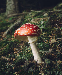 Pilz im Herbst Diamond Painting Waldmotiv