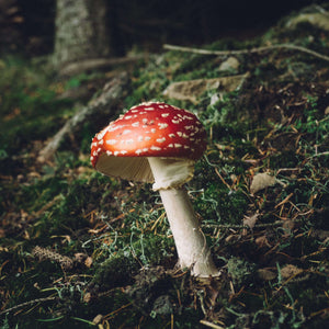 Pilz im Herbst Diamond Painting Waldmotiv